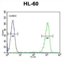 Ectonucleoside Triphosphate Diphosphohydrolase 3 (ENTPD3) Antibody