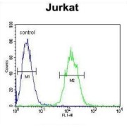 Protein C-Ets-1 (ETS1) Antibody