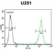 Glycosylphosphatidylinositol Anchor Attachment 1 Protein (GPAA1) Antibody