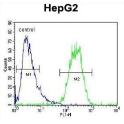 SEC13 Homolog, Nuclear Pore And COPII Coat Complex Component (SEC13) Antibody