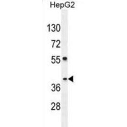 SEC13 Homolog, Nuclear Pore And COPII Coat Complex Component (SEC13) Antibody