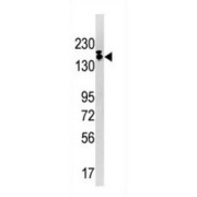 SET Domain Bifurcated 1 (SETDB1) Antibody