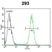 Transmembrane Protein 66 (TMEM66) Antibody