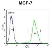 LIM Domain Only 4 (LMO4) Antibody