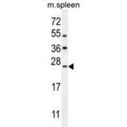 LIM Domain Only 4 (LMO4) Antibody