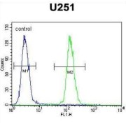 ICEF1 Antibody