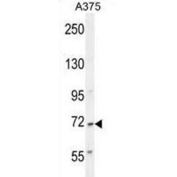 AL2SA Antibody