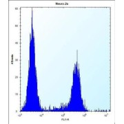 CF153 Antibody