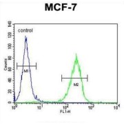 CO027 Antibody