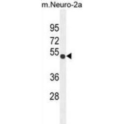 CO027 Antibody