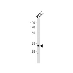 P5F1B Antibody