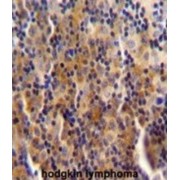 Spectrin Repeat Containing Nuclear Envelope Family Member 3 (SYNE3) Antibody