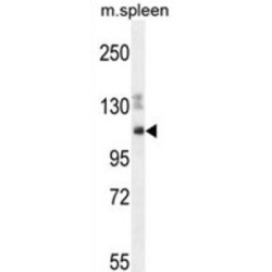 Spectrin Repeat Containing Nuclear Envelope Family Member 3 (SYNE3) Antibody