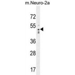 WD Repeat And SOF Domain-Containing Protein 1 (WDSOF1) Antibody