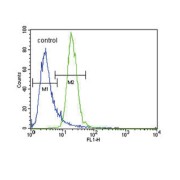 5'-AMP-Activated Protein Kinase Catalytic Subunit Alpha-2 (PRKAA2) Antibody