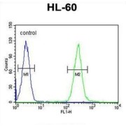 TCL6 Antibody