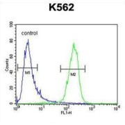 MCART2 Antibody