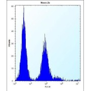 Olfactory Receptor Family 9 Subfamily Q Member 1 (OR9Q1) Antibody