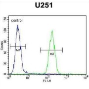 Protein AMN1 Homolog (AMN1) Antibody