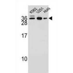 Protein AMN1 Homolog (AMN1) Antibody