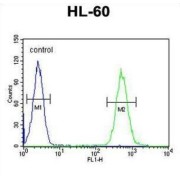 Butyrophilin-Like Protein 3 (BTNL3) Antibody