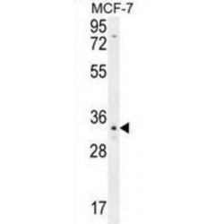 Olfactory Receptor 6C4 (OR6C4) Antibody