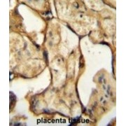 Placental Lactogen (CSH1) Antibody