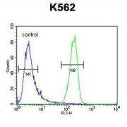 Phospholipid-Transporting ATPase IB (ATP8A2) Antibody