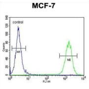 CTD Small Phosphatase-Like Protein 2 (CTDSPL2) Antibody