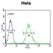 Cyclin-G1 (CCNG1) Antibody