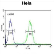 Cyclin-H (CCNH) Antibody