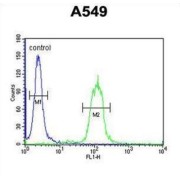 Clusterin (CLU) Antibody