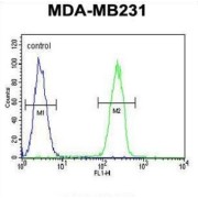 Caspase 5 (CASP5) Antibody