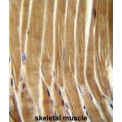 Caspase 5 (CASP5) Antibody