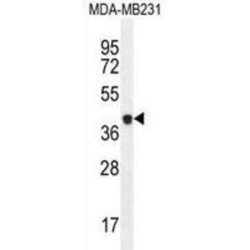 Caspase 5 (CASP5) Antibody