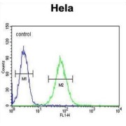 SET And MYND Domain-Containing Protein 1 (SMYD1) Antibody