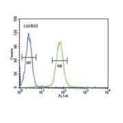 Immunoglobulin Heavy Constant Gamma 1 (G1m Marker) (IGHG1) Antibody