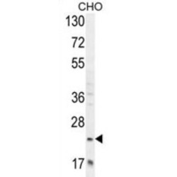 RILP-Like Protein 2 (RILPL2) Antibody