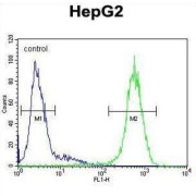 Intercellular Adhesion Molecule 2 / CD102 (ICAM2) Antibody