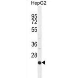 Intercellular Adhesion Molecule 2 / CD102 (ICAM2) Antibody