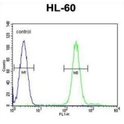 Transglutaminase-6 (TGM6) Antibody