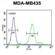 Olfactory Receptor 6V1 (OR6V1) Antibody