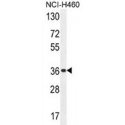 Olfactory Receptor 4A47 (OR4A47) Antibody
