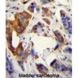 Ubiquitin Family Domain Containing 1 (UBFD1) Antibody