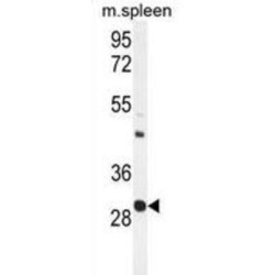 Upstream Stimulatory Factor 1 (USF1) Antibody