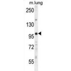 RING Finger Protein Unkempt Homolog (UNK) Antibody