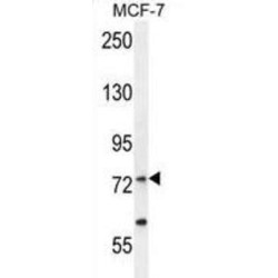 Arginine--tRNA Ligase, Cytoplasmic (RARS1) Antibody