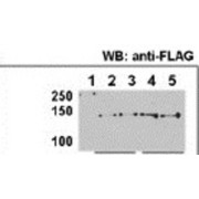 Histone Deacetylase 9 (HDAC9) Antibody