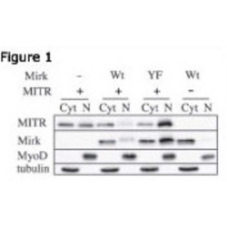 Histone Deacetylase 9 (HDAC9) Antibody