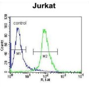 Engulfment And Cell Motility 2 (ELMO2) Antibody